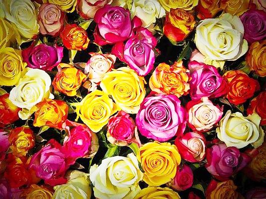 Rosen