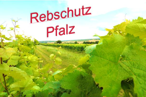 Rebschutz Pfalz Rebschutz Pfalz
